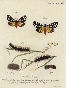 عثة النمر ذات البقعة الكريمية ، Epicallia villica.