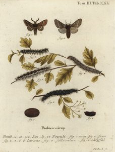 عثة ديسمبر ، Poecilocampa populi. بواسطة يوهان كارل بوك