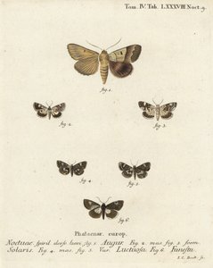 النبال المزدوج أو الساعد ، Graphiphora augur 1 ، كتف شاحب ، Acontia lucida 2،3 ، عثة بأربع نقاط ، Tyta luctuosa 4،5 ، وعثة الكاهن ، Aedia funesta 6. نقش على لوح نحاسي ملون يدويًا بواسطة يوهان كارل بوك بعد موت أوجينيوس يوهان كريستوف إسبير Sch بواسطة يوهان كارل بوك