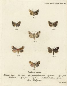 Dusky sallow ، Eremobia ochroleuca 1،4 ، Cynaeda Dentalis 2،3 ، عثة الأذن ، Amphipoea oculea 5،6 ، والريفي الشائع ، Mesapamea secalis 7. نقش على لوح نحاسي ملون يدويًا بواسطة يوهان كارل بوك بعد Eugenius Johann Christoph Esper's Die Schmetterlinge في أبي بواسطة يوهان كارل بوك