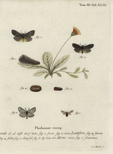 Epatolmis Caesarea و Penthophera morio moths. بواسطة يوهان كارل بوك