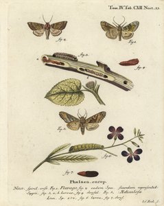 عثة برتقالية متجمدة ، Gortyna flavago 1،2 ، وظلال زاوية ، Phlogophora meticulosa 3-7. نقش على لوح نحاسي ملون يدويًا بواسطة يوهان كارل بوك بعد كتاب يوجينيوس يوهان كريستوف إسبير ، الفراشات في صور من الطبيعة ، إرلانجن بواسطة يوهان كارل بوك