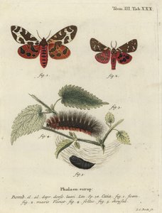 عثة نمر الحديقة أو عثة النمر العظيمة ، Arctia caja.