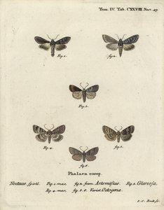 قرش أخضر لامع ، كوكوليا أرجنتيا 1،2 ، ريفي خريفي ، Eugnorisma glareosa 4 ، شخصية ثمانين ، Tethea ocularis 4-6. نقش على لوح نحاسي ملون يدويًا من قبل يوهان كارل بوك بعد لوحة يوهان كريستوف إسبير يموت Schmetterlinge في أبيلدون بواسطة يوهان كارل بوك