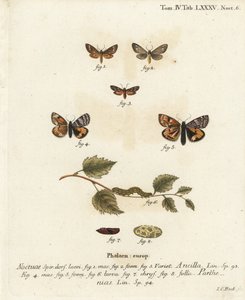 عثة الخادمة ، Dysauxes ancilla 1-3 ، والجناح البرتقالي السفلي ، Archiearis parthenias 4-8. نقش على لوح نحاسي ملون يدويًا بواسطة يوهان كارل بوك بعد كتاب يوجينيوس يوهان كريستوف إسبير ، الفراشات في صور من الطبيعة ، إرلانجن بواسطة يوهان كارل بوك