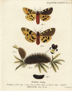 عثة النمر الكبيرة ، ذكر وأنثى ، Pericallia matronula. نقش على لوح نحاسي ملون يدويًا بواسطة يوهان كارل بوك بعد كتاب يوجينيوس يوهان كريستوف إسبير ، الفراشات في صور من الطبيعة ، إرلانجن بواسطة يوهان كارل بوك