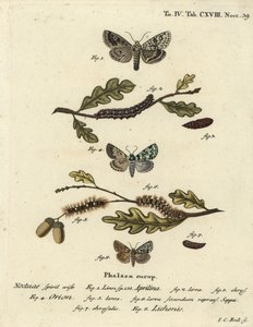 Merveille du jour ، Dichonia aprilina 1-4 ، نادر merveille du jour ، Moma alpium 5-7 ، والأخضر الرخامي ، Cryvia Muralis 8. نقش على لوح نحاسي ملون يدويًا بواسطة يوهان كارل بوك بعد Eugenius Johann Christoph Esper's Die Schmetterlinge في Abbildungen nach بواسطة يوهان كارل بوك