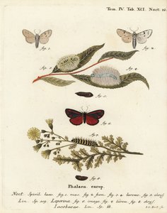 عثة ميلر ، Acronicta leporina 1-5 ، وعثة الزنجفر ، Tyria jacobaeae 6-8. نقش على لوح نحاسي ملون يدويًا بواسطة يوهان كارل بوك بعد كتاب يوجينيوس يوهان كريستوف إسبير ، الفراشات في صور من الطبيعة ، إرلانجن بواسطة يوهان كارل بوك