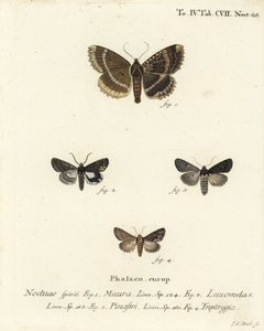 السيدة العجوز أو الأجنحة السوداء ، Mormo maura 1 ، الخيميائي الشرقي ، Aedia leucomelas 2 ، و Dypterygia scabriuscula 3،4. نقش على لوح نحاسي ملون يدويًا بواسطة يوهان كارل بوك بعد رسم يوجينيوس يوهان كريستوف إسبير للفراشات في الرسوم التوضيحية بعد Na بواسطة يوهان كارل بوك