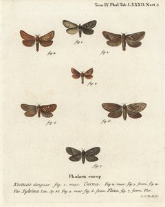 فارماسيس كارنا 2-4 ، برتقالي سويفت ، تريوديا سيلفينا 5،6 ، وسويفت ذهبي ، Phymatopus hecta 7. نقش على لوح نحاسي ملون يدويًا ليوهان كارل بوك بعد Eugenius Johann Christoph Esper للفراشات في الصور على أساس الطبيعة ، Erlangen بواسطة يوهان كارل بوك