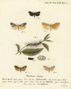 رجل ذو رقبة حمراء ، Atolmis rubricollis 1 ، أربع نقاط للقدم ، Lithosia quadra 2-6 ، و footman برتقالي ، Katha depressa 7،9. نقش على لوح نحاسي ملون يدويًا بواسطة يوهان كارل بوك بعد موت شميتيرلينج لأوجينيوس يوهان كريستوف إسبير في أبيلدونغن نا بواسطة يوهان كارل بوك