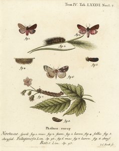 عثة النمر الياقوتي ، Phragmatobia fuliginosa 1-5 ، وعثة زهر الخوخ ، Thyatira batis 6-8. نقش على لوح نحاسي ملون يدويًا بواسطة يوهان كارل بوك بعد كتاب يوجينيوس يوهان كريستوف إسبير ، الفراشات في صور من الطبيعة ، إرلانجن