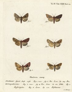 الفضة النادرة Y ، Syngrapha interrogationis 1 ، 2 ، ذهبي عادي Y ، Autographa jota 3-5 ، بقعة ذهبية ، Plusia فيستوكاي 6. نقش على لوح نحاسي ملون يدويًا بواسطة يوهان كارل بوك بعد Eugenius Johann Christoph Esper للفراشات في الرسوم التوضيحية بعد Nat بواسطة يوهان كارل بوك