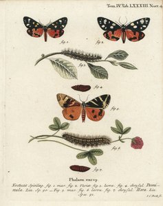 عثة النمر القرمزي ، Callimorpha dominula 1-4 ، وعثة النمر جيرسي ، Euplagia quadripunctaria 5-7. نقش على لوح نحاسي ملون يدويًا بواسطة يوهان كارل بوك بعد كتاب يوجينيوس يوهان كريستوف إسبير ، الفراشات في صور من الطبيعة ، إرلانجن