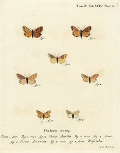 عثة Setina aurita 1،2 ، عثة الندى ، Setina Irorella 3-5 ، وعثة Setina roscida 6،7. نقش على لوح نحاسي ملون يدويًا بواسطة يوهان كارل بوك بعد كتاب يوجينيوس يوهان كريستوف إسبير ، الفراشات في صور من الطبيعة ، إرلانجن بواسطة يوهان كارل بوك