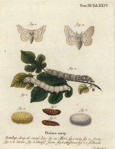 Silkmoth ، بومبيكس موري.