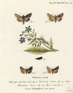 فراشة Y الفضية ، Autographa gamma 1-4 و Essex Y moth ، Cornutiplusia circflexa 5.6. نقش على لوح نحاسي ملون يدويًا بواسطة يوهان كارل بوك بعد كتاب يوجينيوس يوهان كريستوف إسبير ، الفراشات في صور من الطبيعة ، إرلانجن بواسطة يوهان كارل بوك