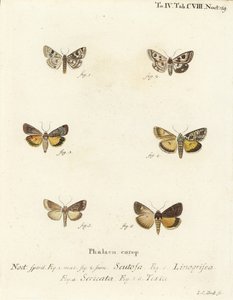 البرسيم المرقط ، Schinia scutosa 1،2 ، Epilecta linogrisea 3 ، غيرنسي underwing ، Polyphaenis sericata 4 ، والقش السفلي ، Thalpophila matura 5،6. نقش على لوح نحاسي ملون يدويًا بواسطة يوهان كارل بوك بعد لوحة يوهان كريستوف إسبر دي شميت بواسطة يوهان كارل بوك