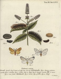 الفقم الأبيض ، Spilosoma lubricipeda. بواسطة يوهان كارل بوك