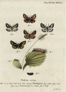 عثة نمر الخشب ، Parasemia plantaginis.