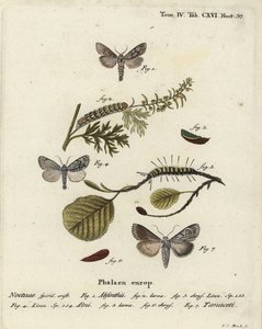 عثة الشيح ، Cucullia absinthii 1-3 ، عثة ألدر ، Acronicta alni 4-6 ، و Cucullia tanaceti 7. نقش على لوح نحاسي ملون يدويًا بواسطة يوهان كارل بوك بعد أوجينيوس يوهان كريستوف إسبر يموت Schmetterlinge في Abbildungen nach der Natur ، Erlangen بواسطة يوهان كارل بوك