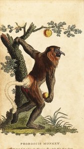 قرد طويل الأنف ، يرقات الأنف. المهددة بالخطر. ، 1800 (نقش) بواسطة يوهان إبرهارد إيل