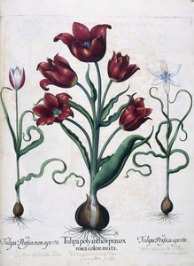 الزنبق ، 1613