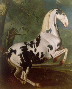 ال Piebald Stallion في مسمار Eisgruber