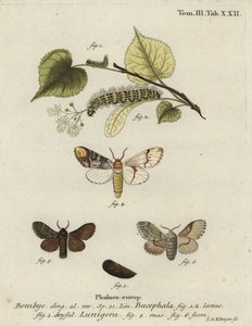 عثة ذات طرف برتقالي ، Phalera bucephala ، و Cosmotriche lobulina.