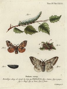 مجد كينتيش ، Endromis versicolora.