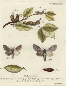 عثة الكركند ، Stauropus fagi.
