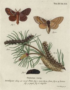 lappet شجرة الصنوبر ، Dendrolimus بيني.
