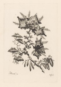 زهور على شكل طائرة ورقية Fleures Baroque (عنوان السلسلة)