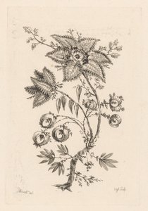 زهور على شكل نجمة Fleures Baroques (عنوان السلسلة)