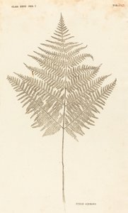 Pteris Aquilina بواسطة يوهان هيرونيموس كنيفوف