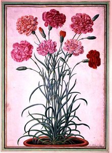 قرنفل ينمو من إناء ، اللوحة 25 من Nassau Florilegium (ألوان مائية على ورق)