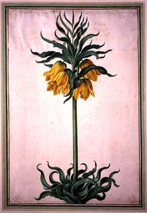 Fritillaria Imperialis 'Aurora' (التاج الإمبراطوري) لوحة 23 من Nassau Florilegium (ألوان مائية على الورق)
