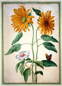 عباد الشمس ، لوحة 18 من Nassau Florilegium (مرحاض على ورق)