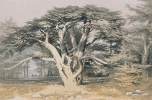 أرز لبنان. النقش من قبل Bernatz et alii - Steinkopk JF Editors