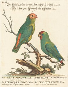 ببغاء (Le Perroquet Indien. Psittacus Minimus) بواسطة يوهان مايكل سيليجمان بعد جورج إدواردز