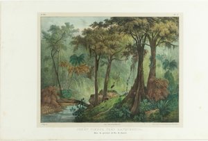 غابة العذراء بالقرب من Manqueritipa. من رحلة خلابة في البرازيل ، 1835.