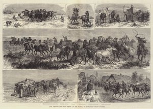 الحياة بين الخيول البرية في Puszta أو Heath Contry