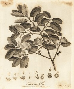 بلوط الفلين ، Quercus suber.