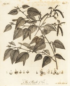 خشب البتولا الناعم ، Betula pubescens.