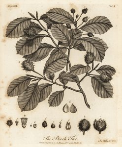 الزان الأوروبي أو الزان الشائع ، Fagus sylvatica.