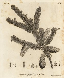 شجرة التنوب النرويجية أو شجرة التنوب الأوروبية ، Picea abies