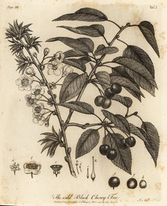 الكرز الحامض ، الكرز الحامض أو الكرز القزم ، Prunus cerasus.