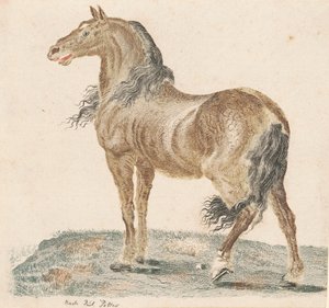الحصان الصهيل ، 1690s. بواسطة يوهان تيلر
