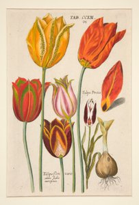 Florilegium جديد ، هذا هو أكبر أشعة من الزهور والنباتات (لوحة زهرة) ؛ (الزنبق) ؛ من مجموعة من 81 طبق