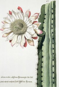 تنبيهات ارتفاع اللمعان من حقنة سيرينامينسيس من Phythanthoza Iconographica المنشورة في ألمانيا ، 1737-45